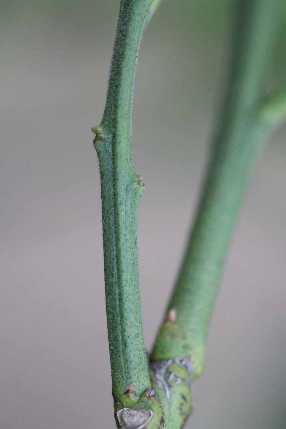            First year twig (Moanalua, Riverside, CA)   